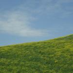 Toscana 2008 - Le Crete senesi